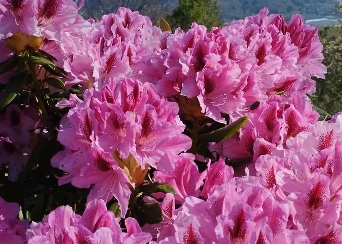 La Tana Del Ghiro Valdilana